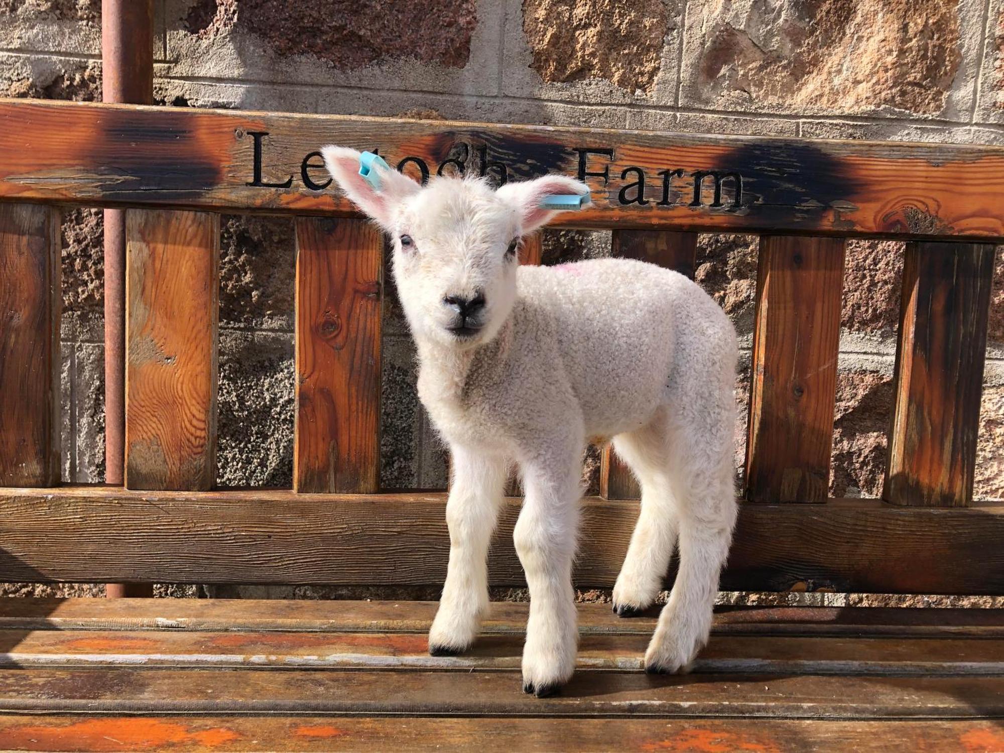 Lettoch Farm Bed & Breakfast Dufftown Eksteriør bilde